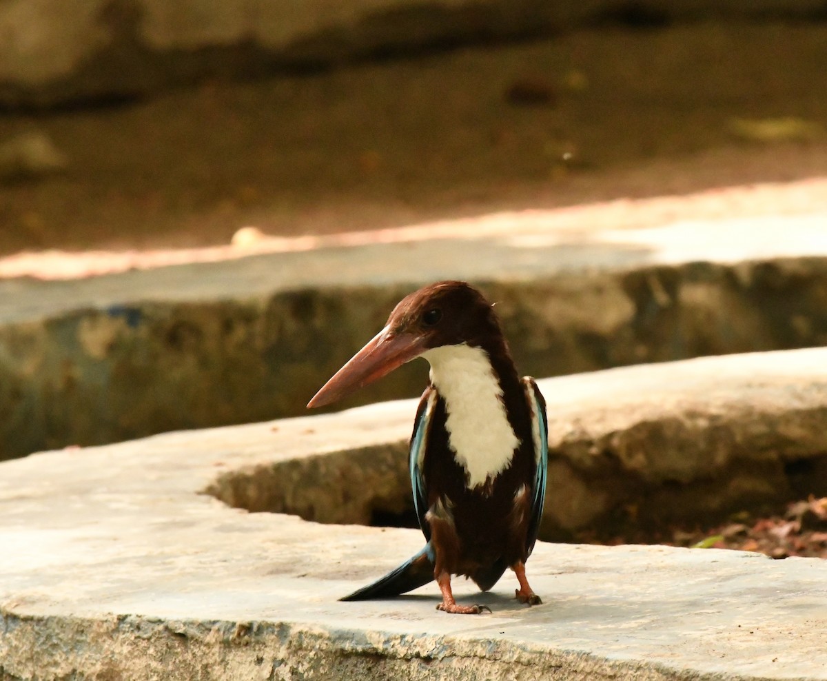 White-throated Kingfisher - ML347113411