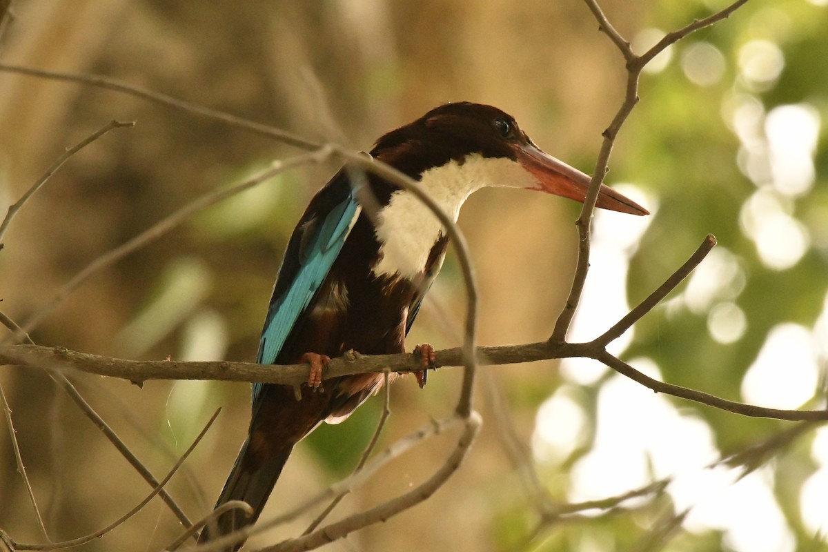 White-throated Kingfisher - GURBAKSH SANDHU