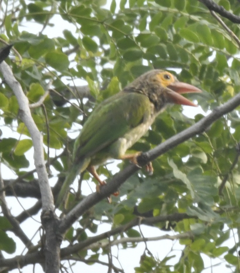 Brown-headed Barbet - GURBAKSH SANDHU