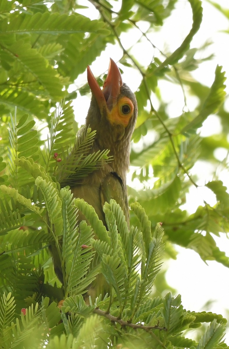 Brown-headed Barbet - ML347113461