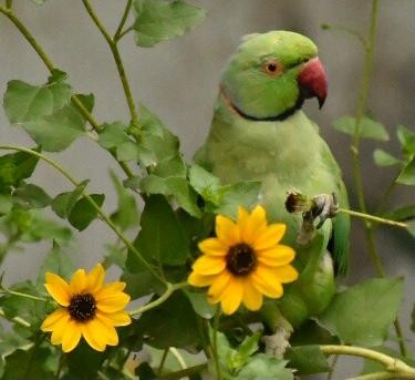 Rose-ringed Parakeet - ML347113481