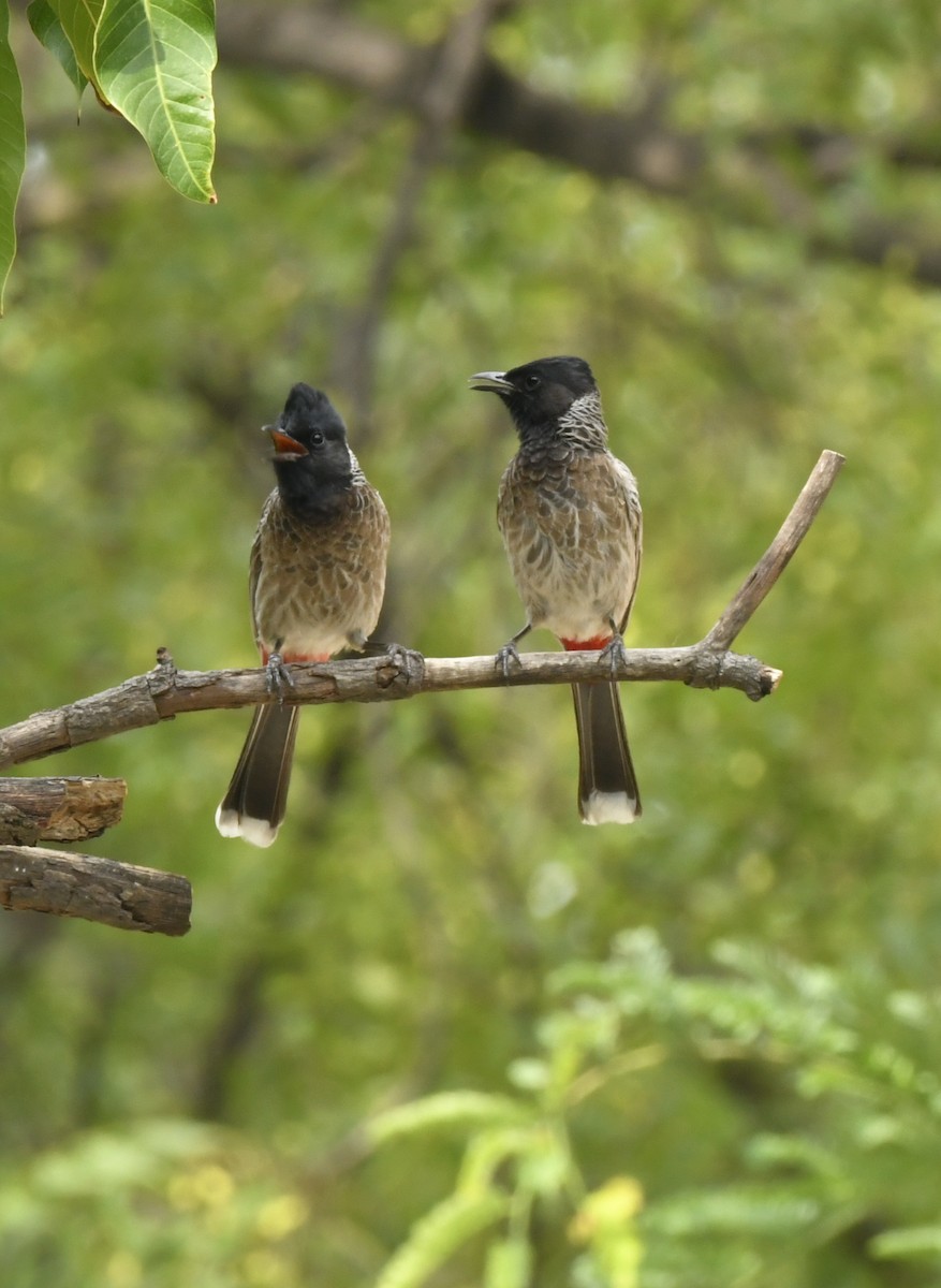 Red-vented Bulbul - GURBAKSH SANDHU