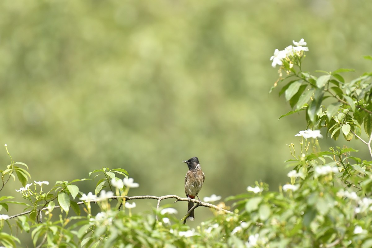 Red-vented Bulbul - ML347113501