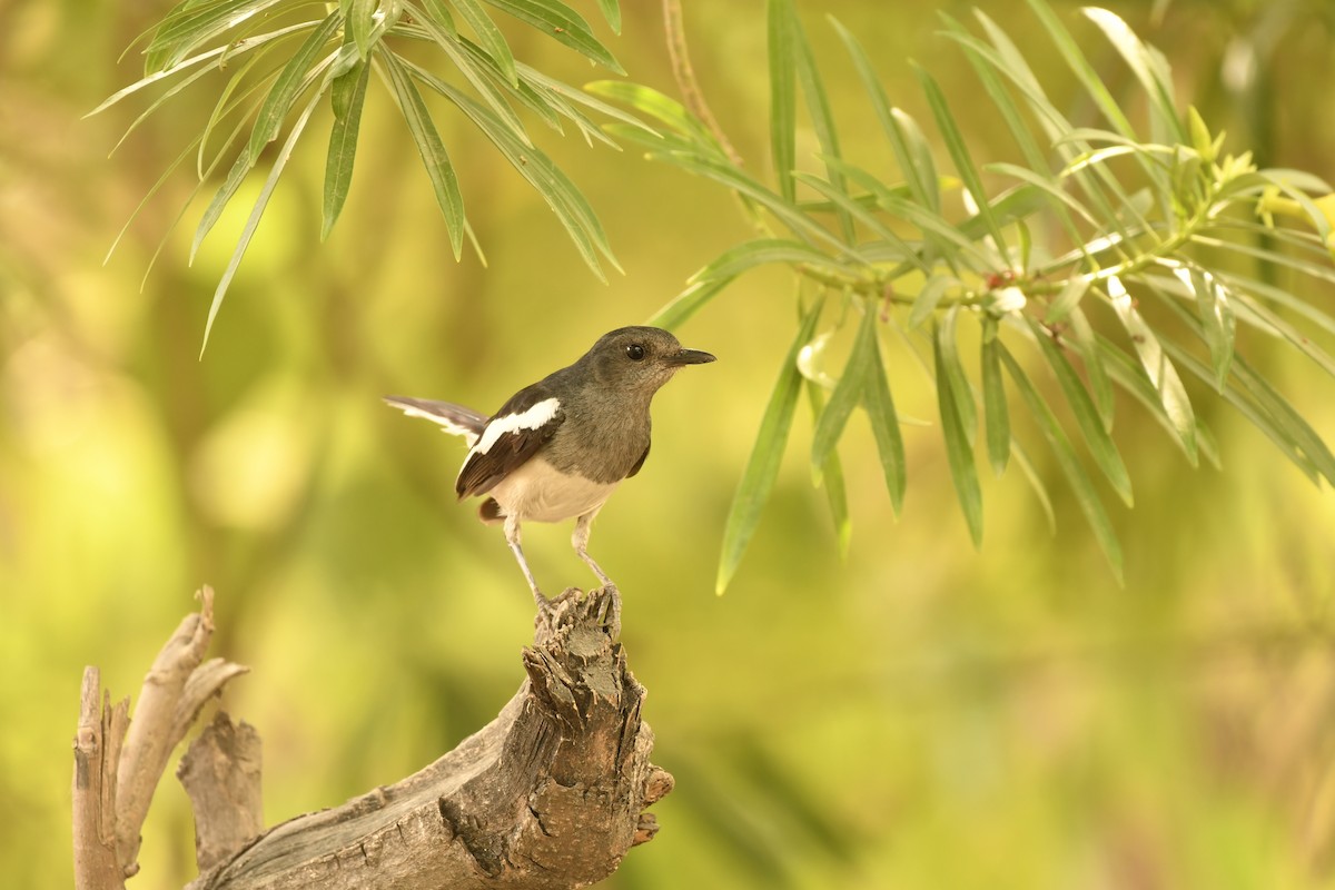 Oriental Magpie-Robin - ML347113571