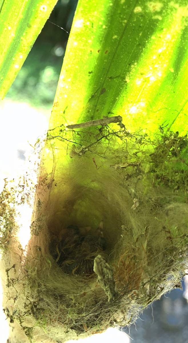 Пестрогорлый колибри-отшельник - ML347113881