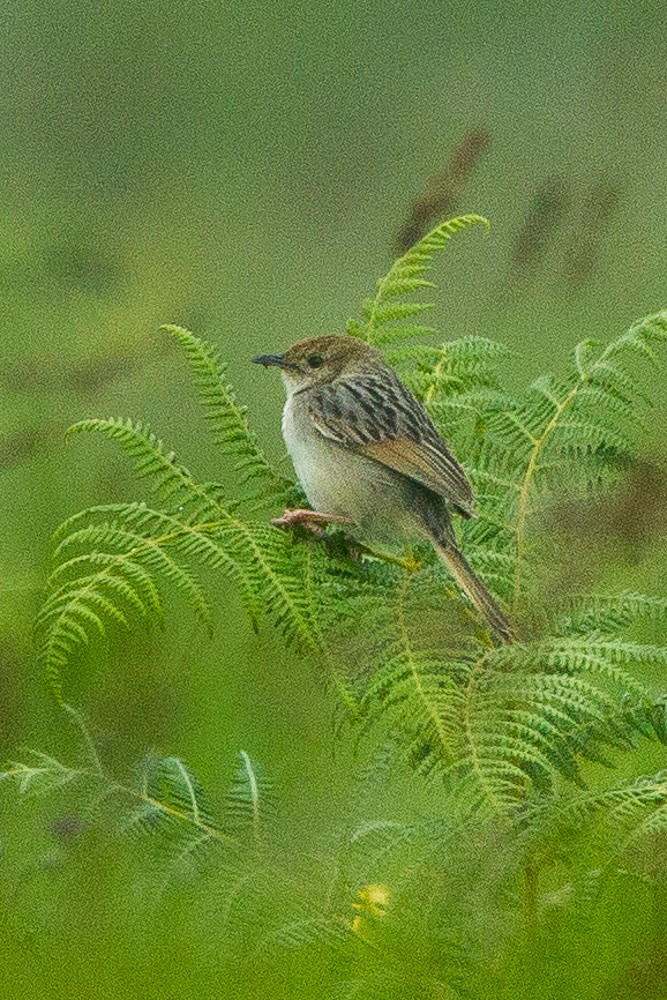 Wailing Cisticola - Francesco Veronesi