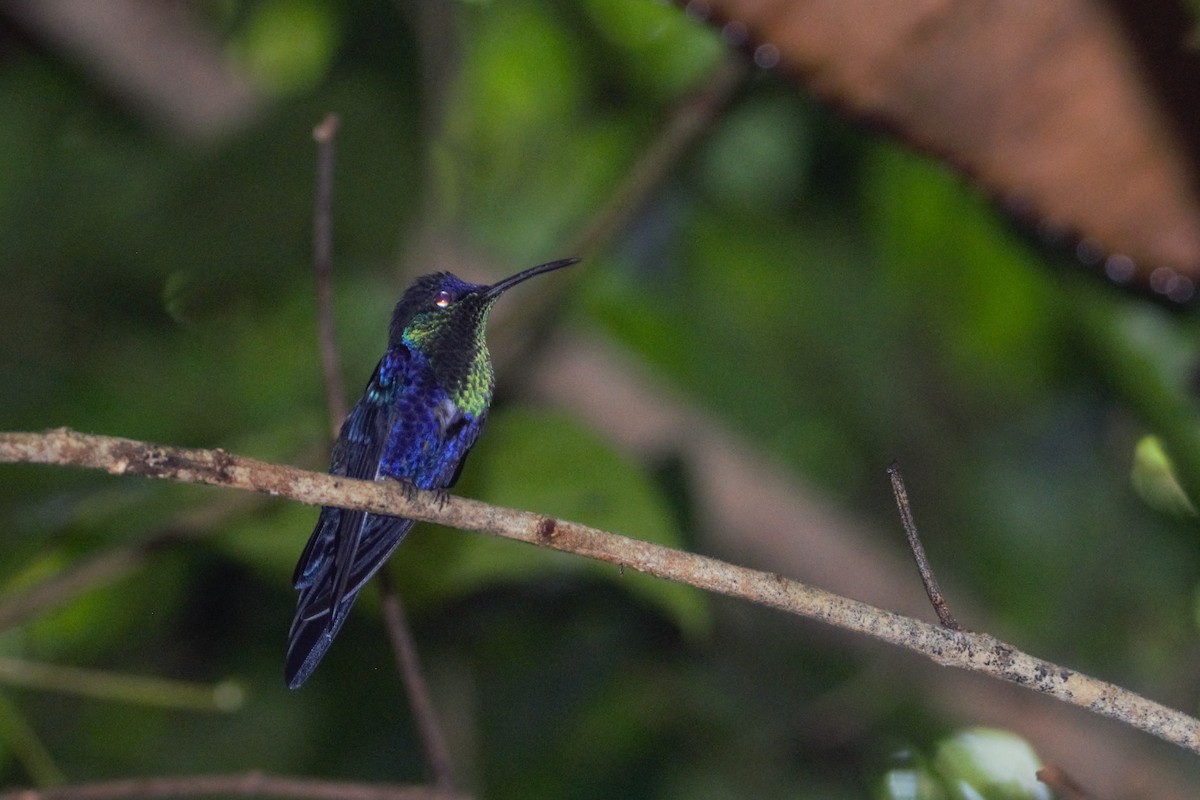 kolibřík vidloocasý - ML347114391