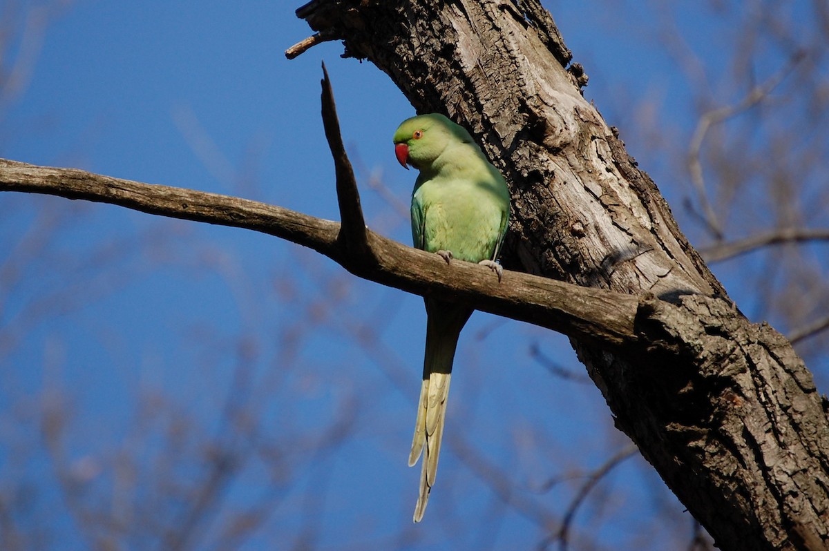 Rose-ringed Parakeet - ML34711541