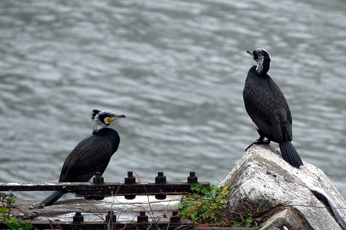 Great Cormorant - ML34711611