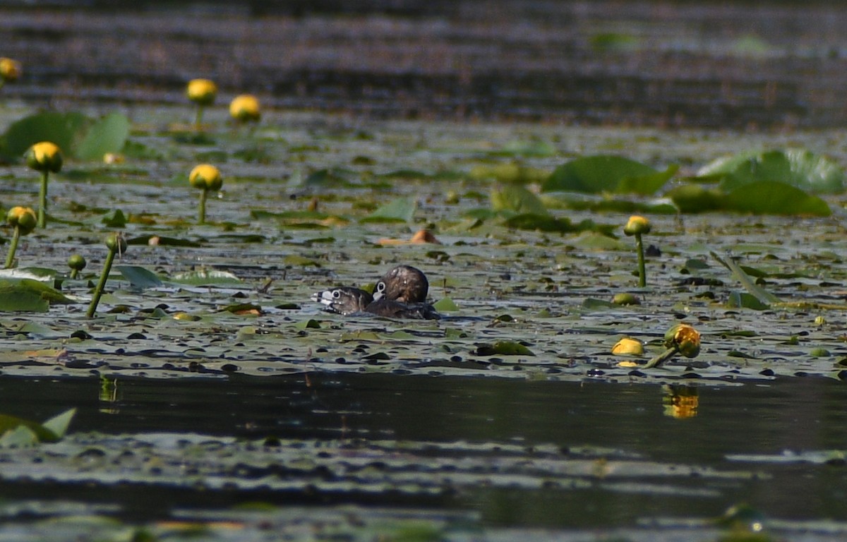 Pied-billed Grebe - ML347116551