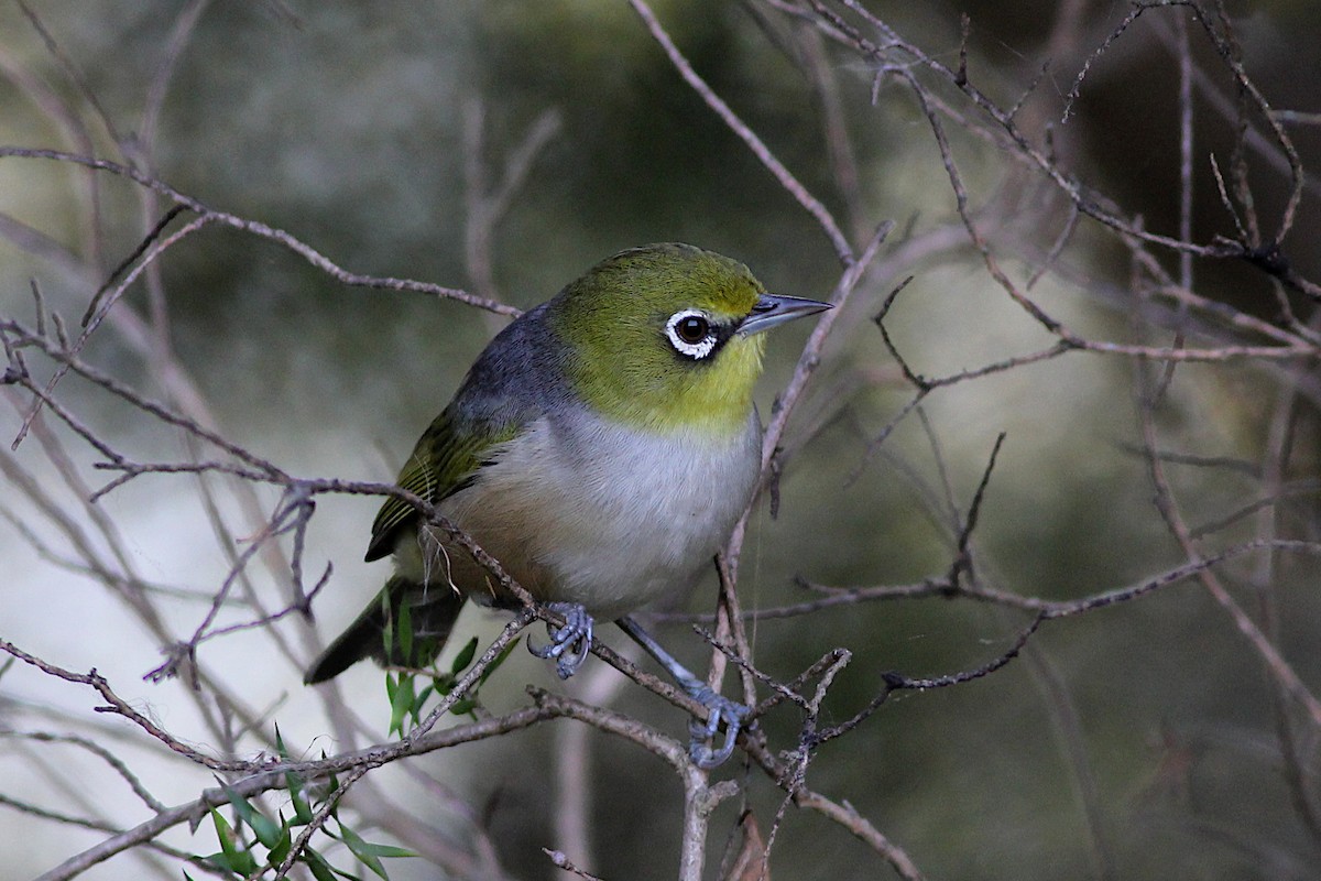 Silvereye - ML347116811