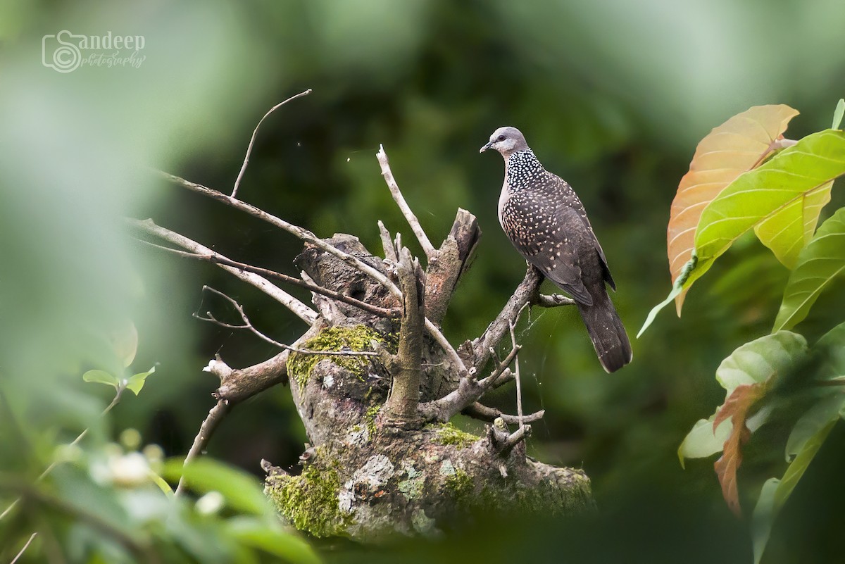 珠頸斑鳩 - ML347117301