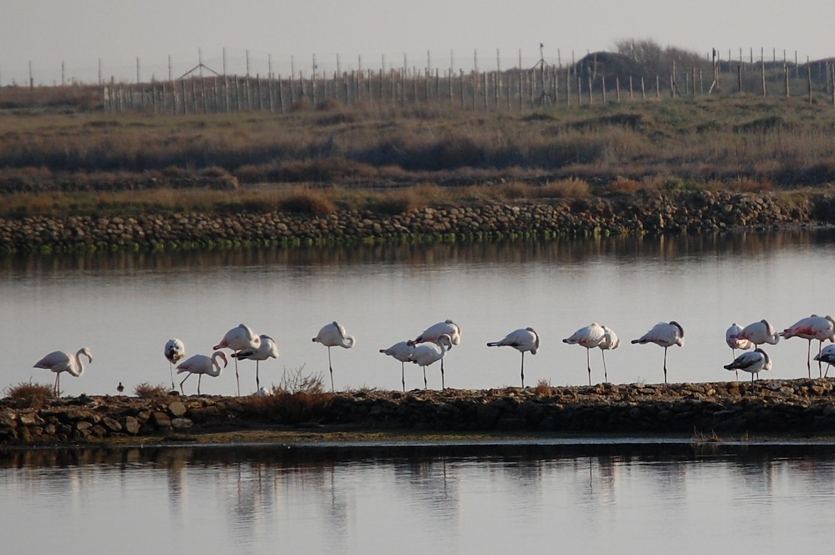 Greater Flamingo - ML34711741