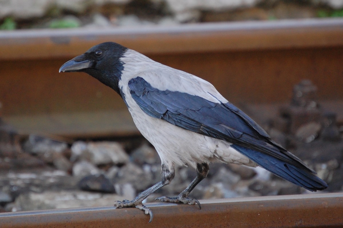 Hooded Crow - ML34711771