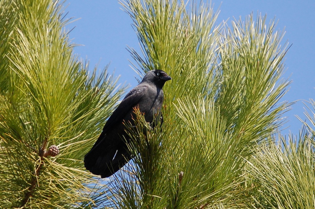 Eurasian Jackdaw - ML34711791