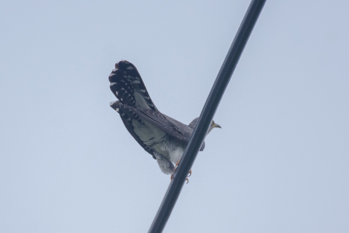 Common Cuckoo - ML347118181