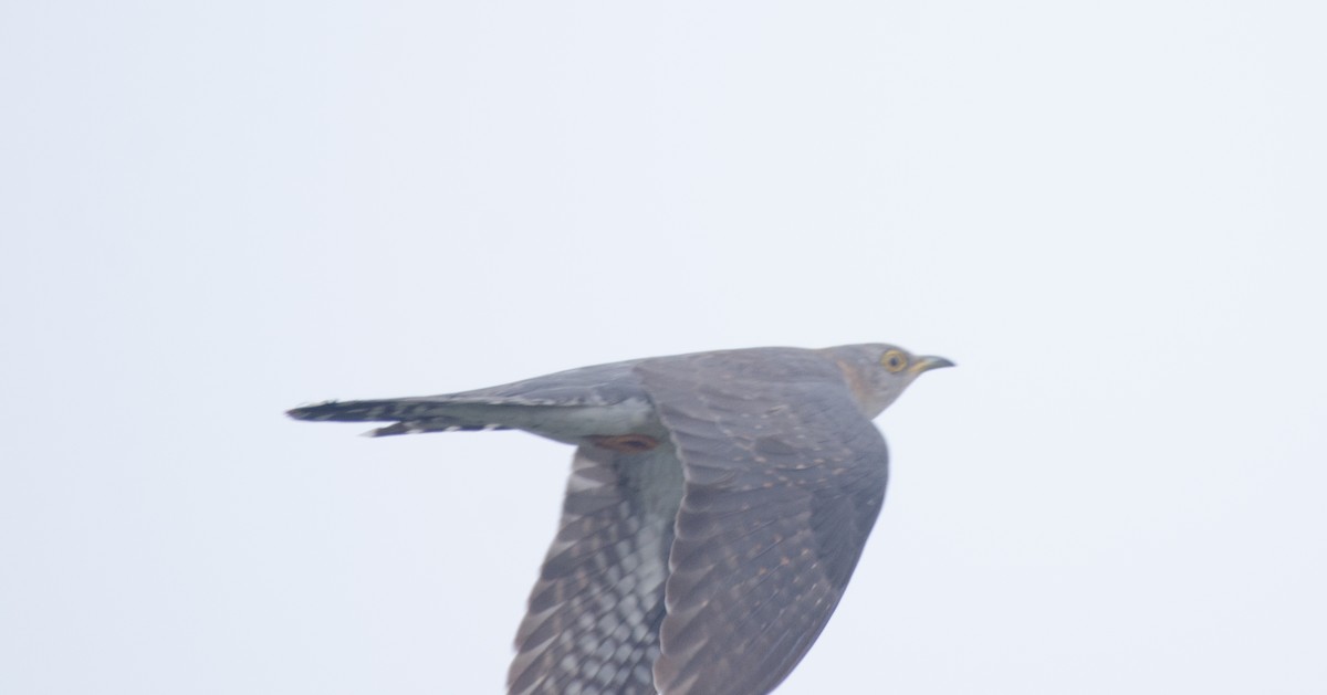 Common Cuckoo - ML347118201