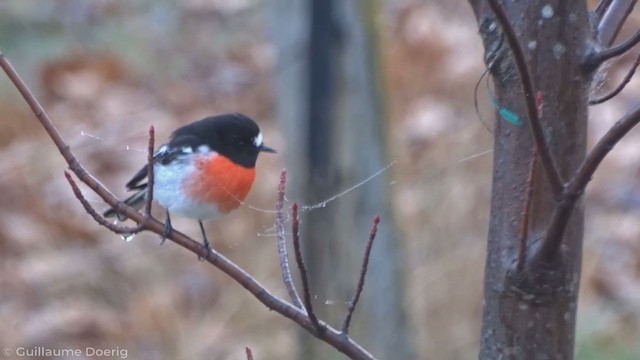 Scarlet Robin - ML347118661