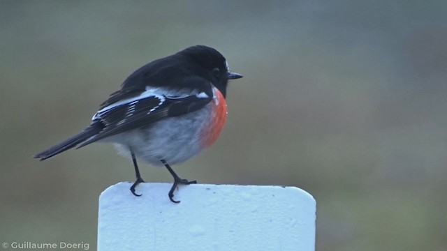 Scarlet Robin - ML347118741