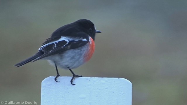 Scarlet Robin - ML347118741