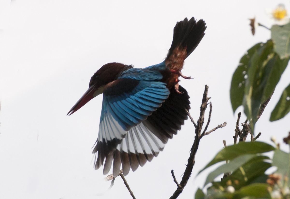 White-throated Kingfisher - Sandeep Pradhan