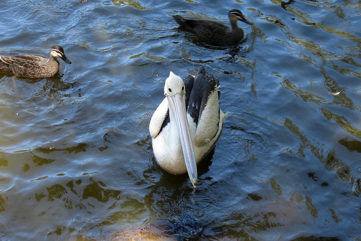 Australian Pelican - Deb & Rod R