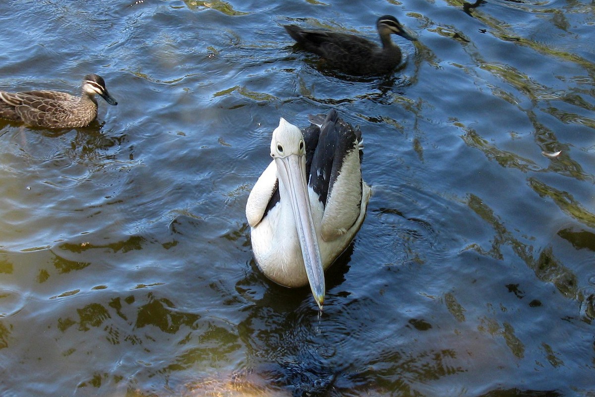 Australian Pelican - ML347119031