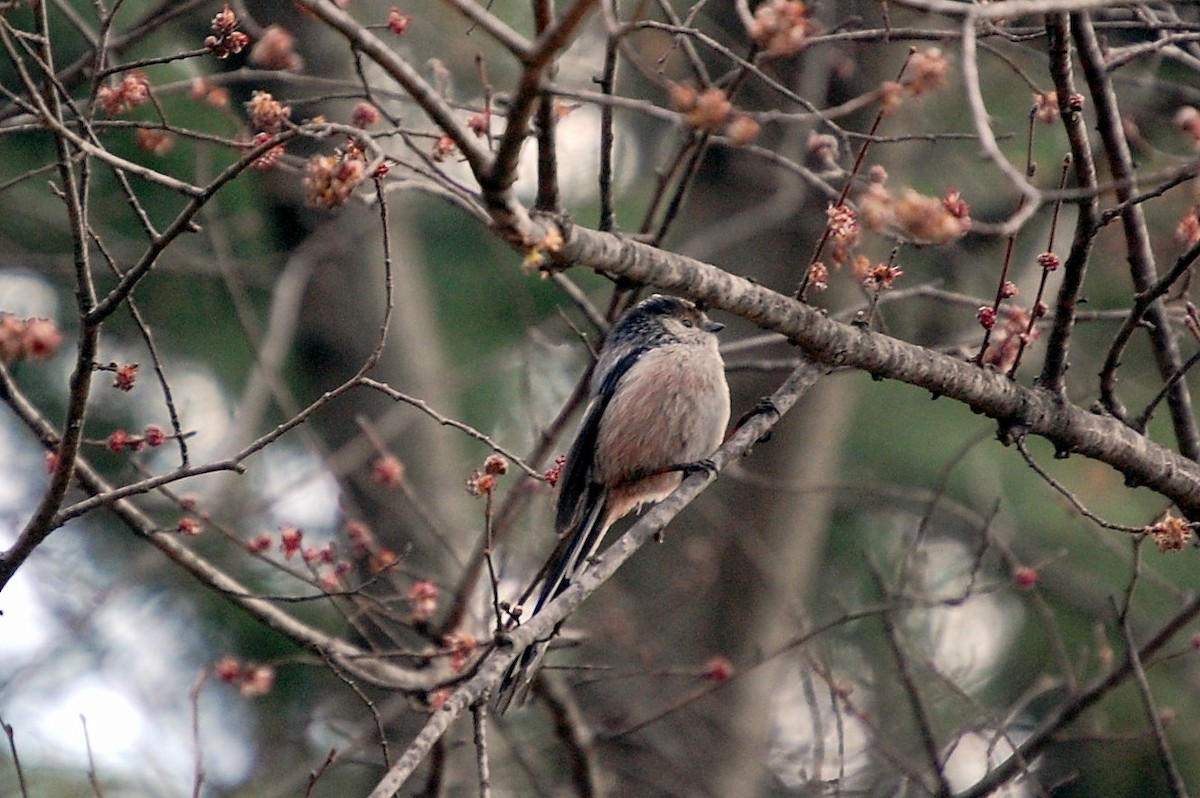 Long-tailed Tit - ML34711961