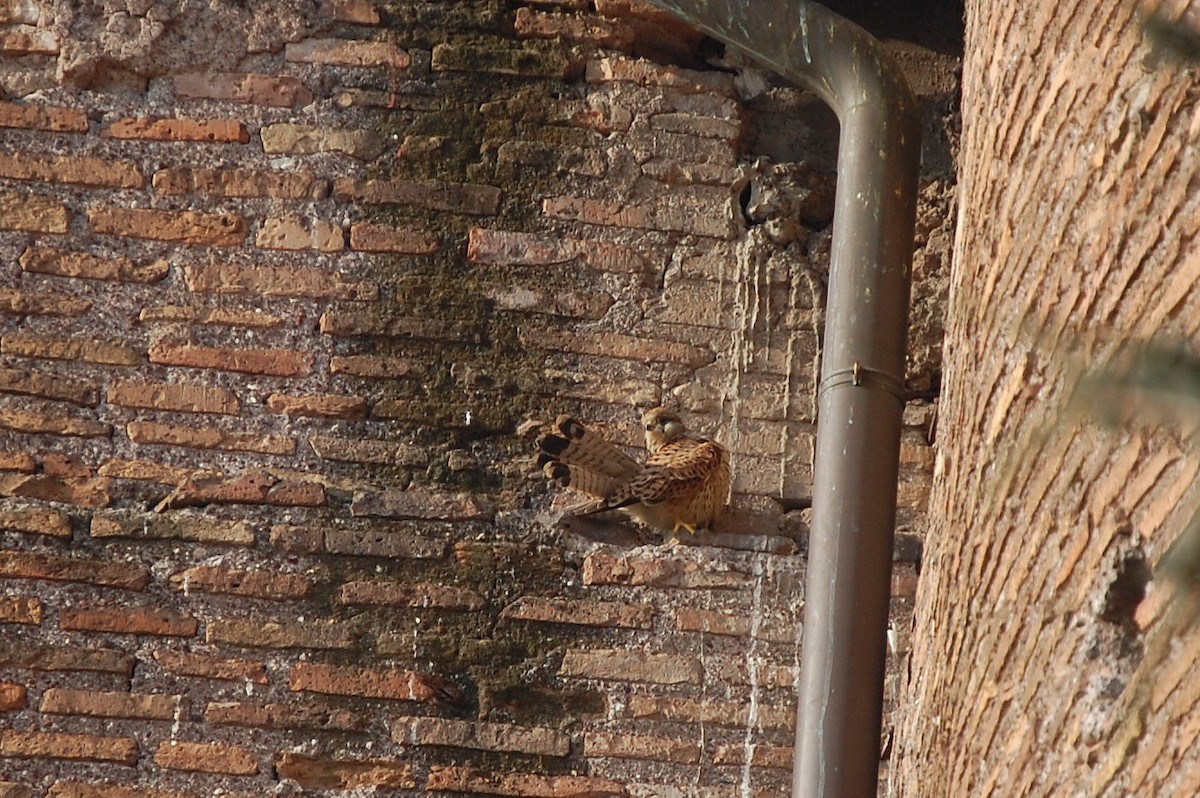 Eurasian Kestrel - ML34711981