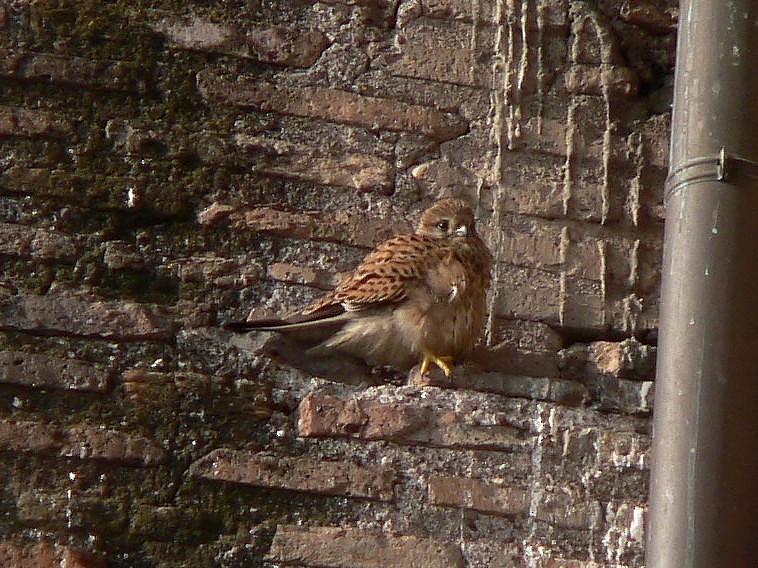 Eurasian Kestrel - ML34711991