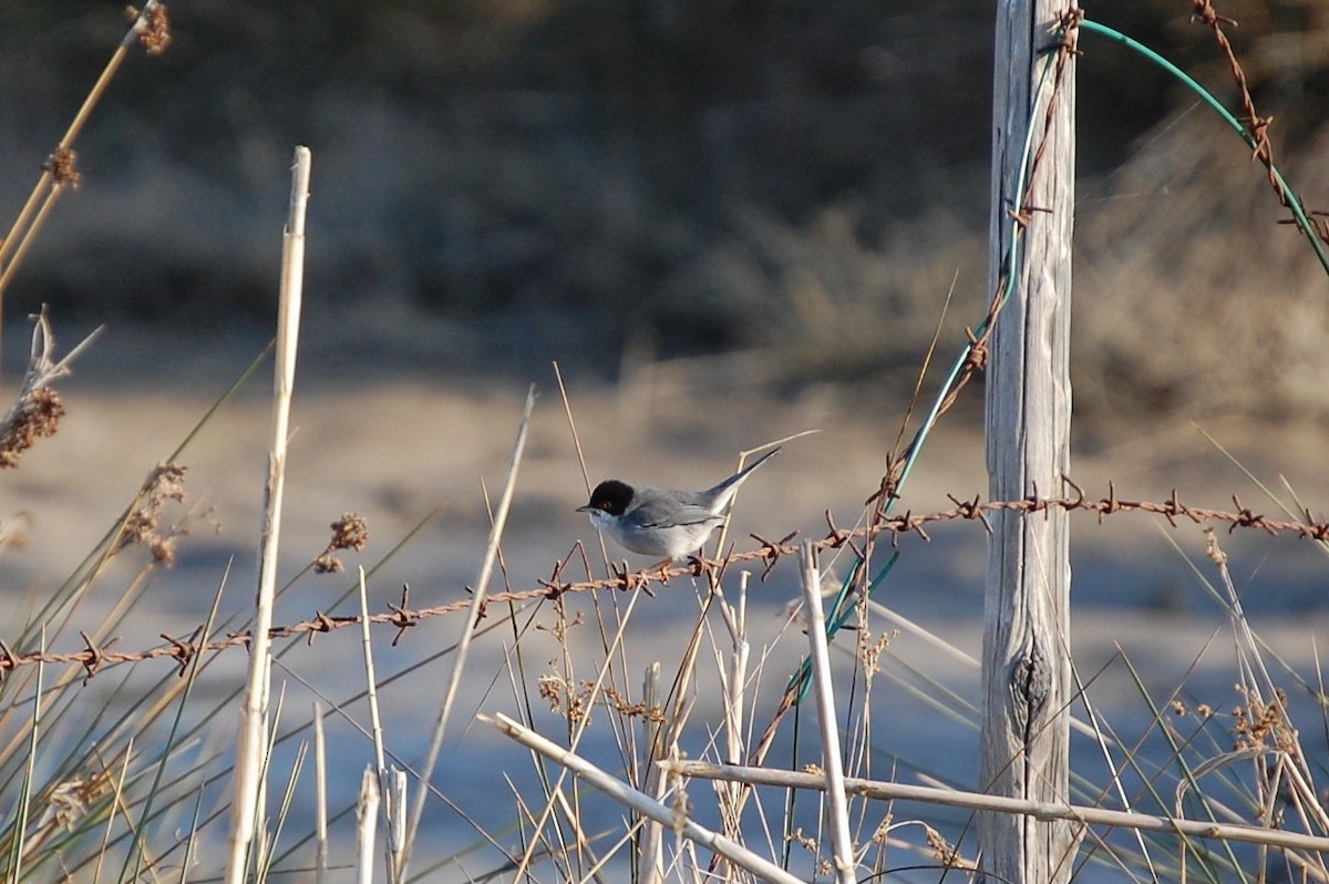 Sardinian Warbler - irina shulgina