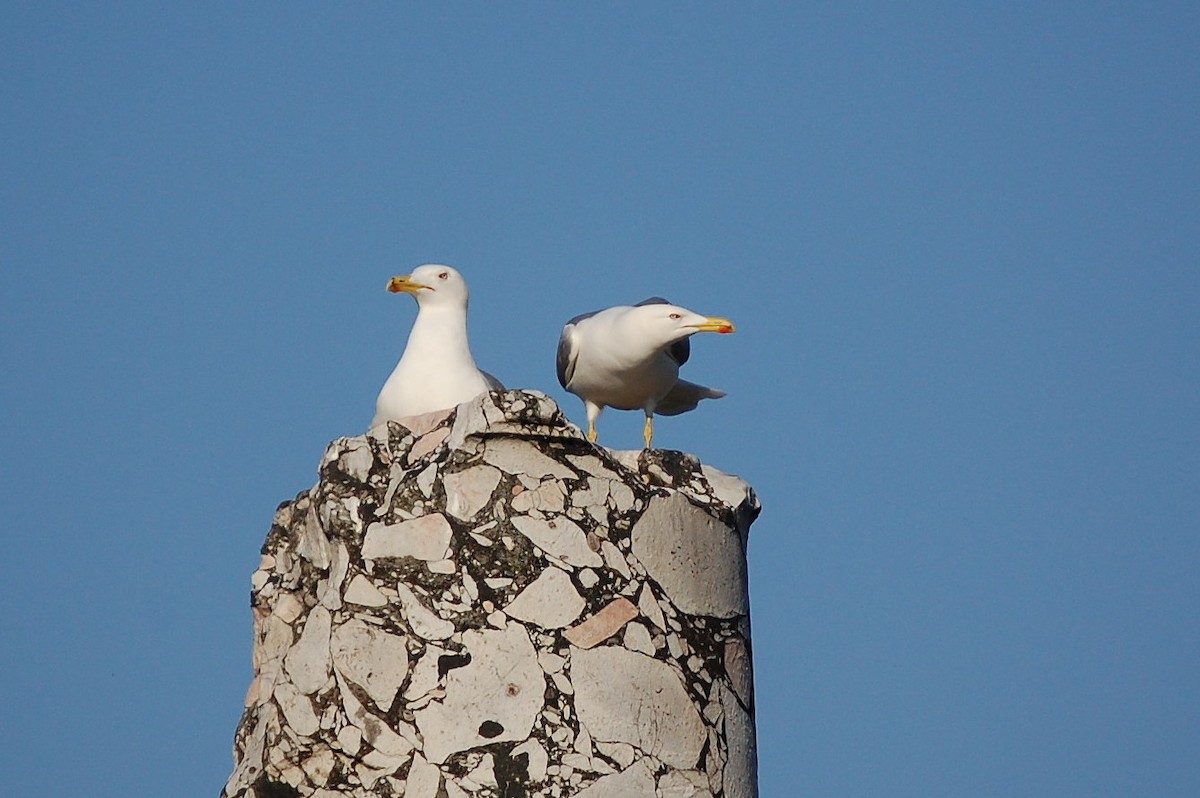 Yellow-legged Gull - ML34712061