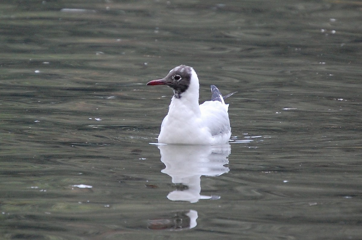 Black-headed Gull - ML34712101