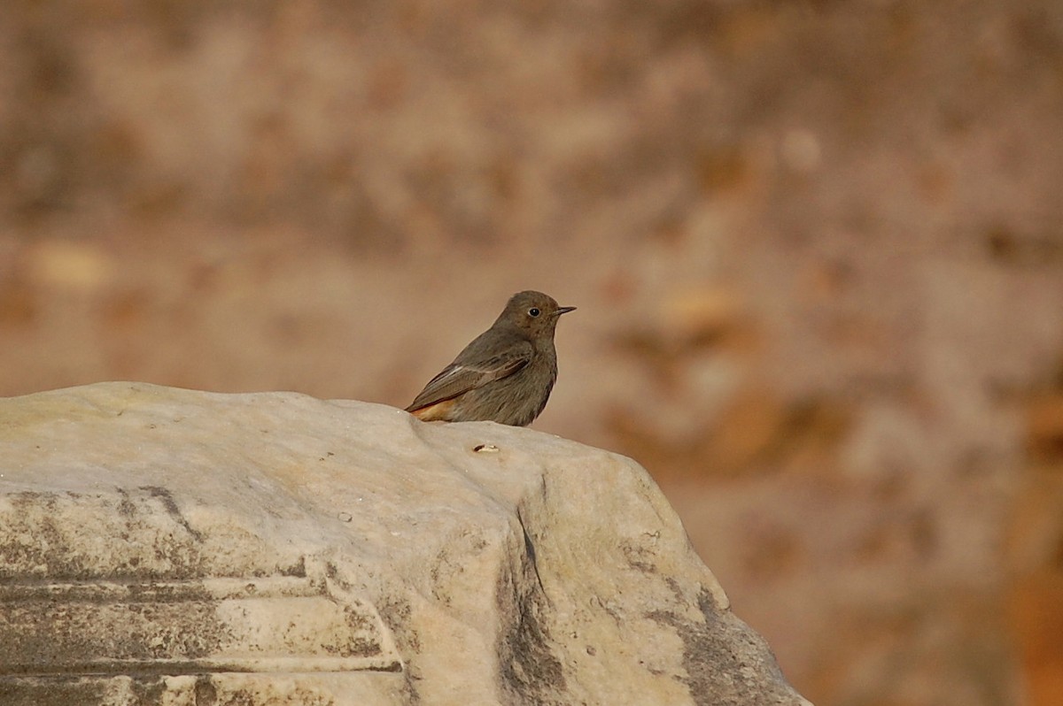 Black Redstart - ML34712121