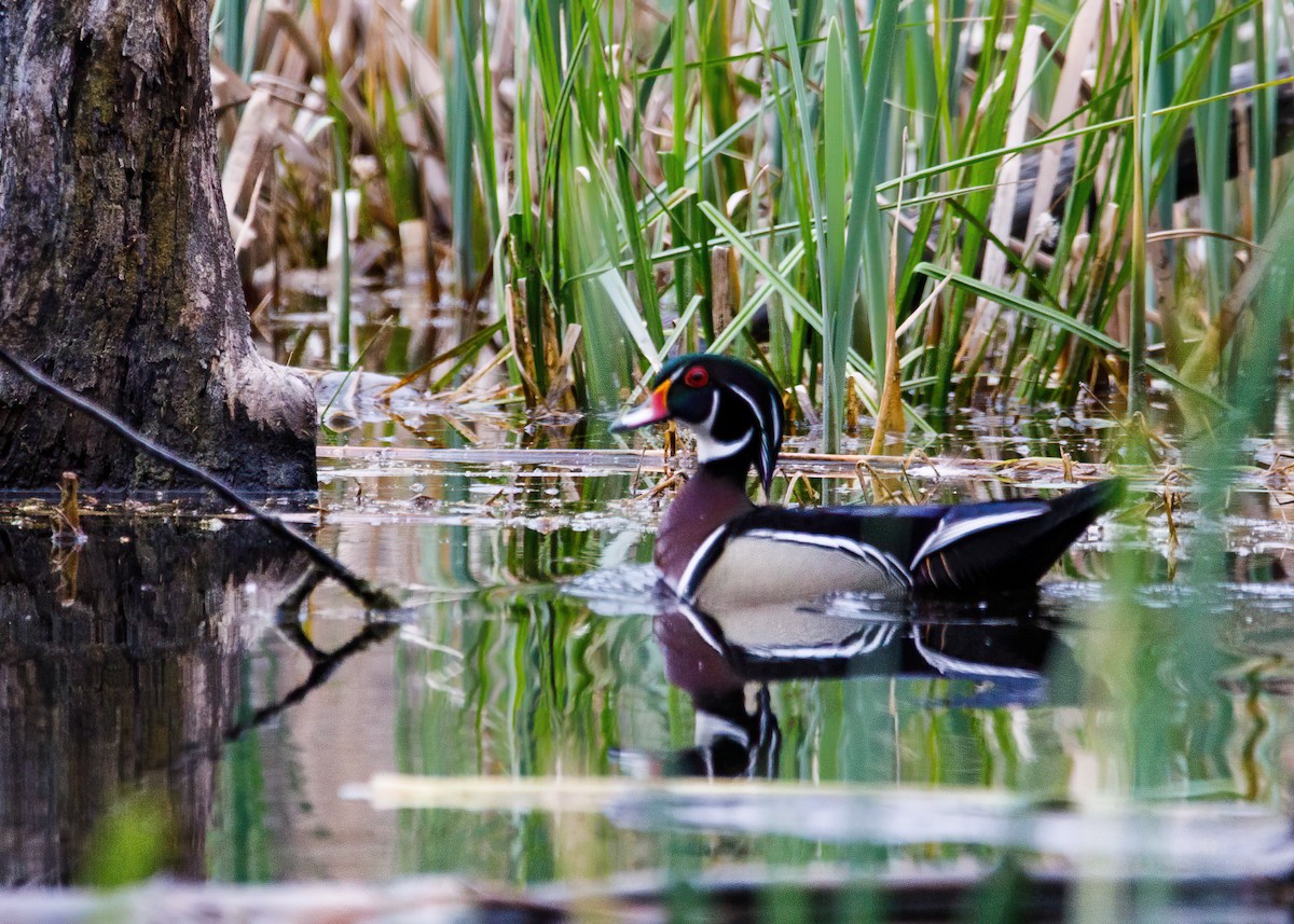 Wood Duck - Marc Boisvert