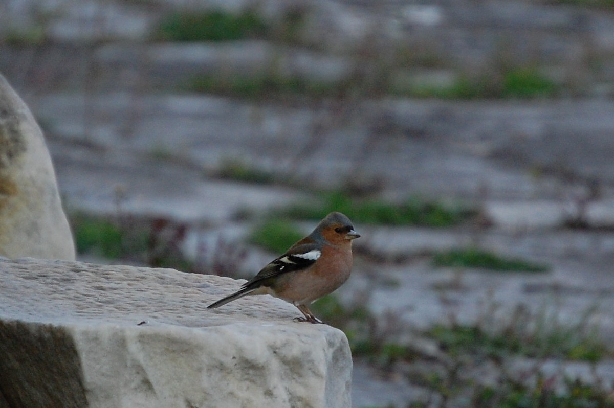 Common Chaffinch - ML34712231