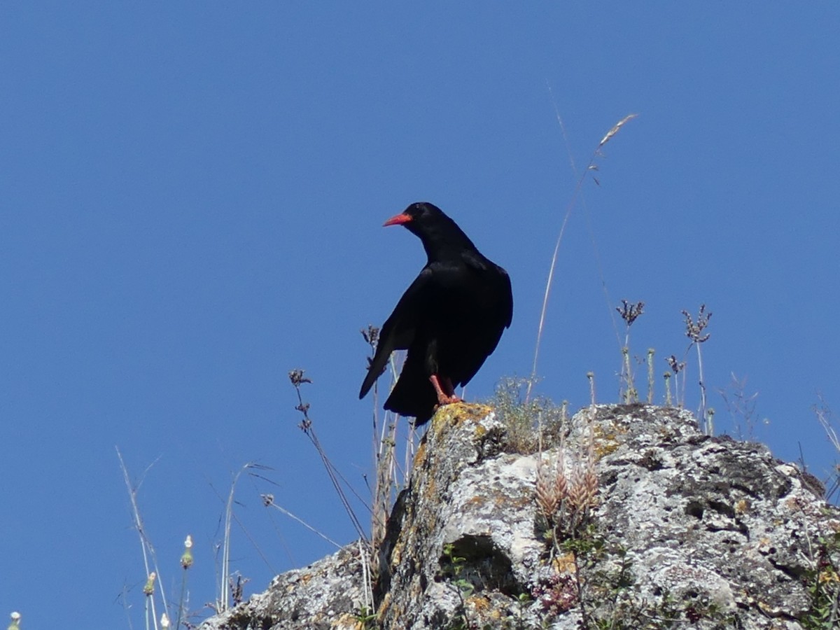 Red-billed Chough - ML347124791