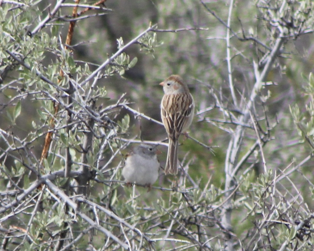 Field Sparrow - ML347125041