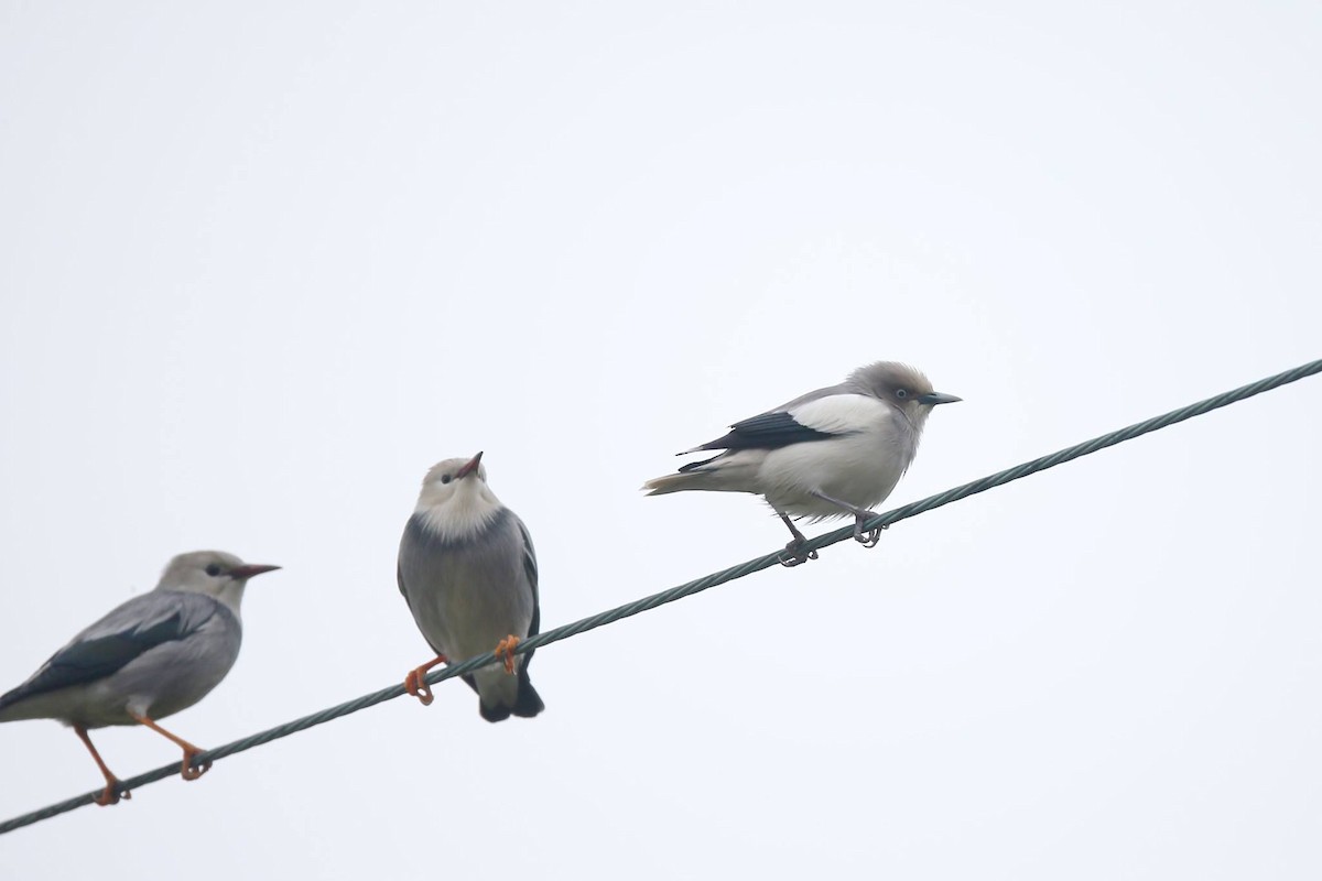 Red-billed Starling - ML347125891