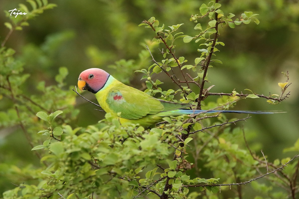 Plum-headed Parakeet - ML347126021