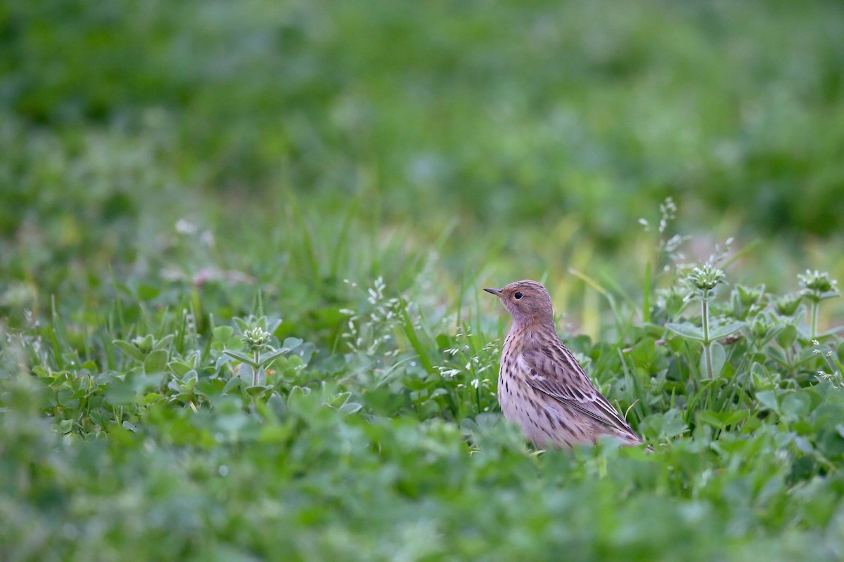 Red-throated Pipit - Ting-Wei (廷維) HUNG (洪)