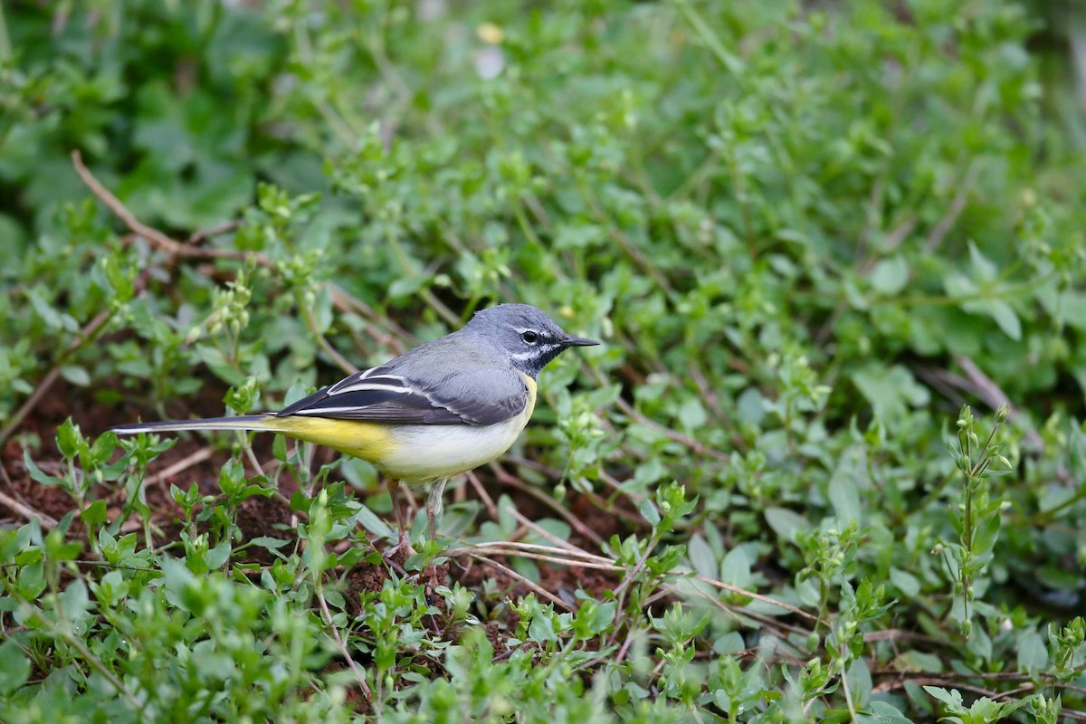 Gray Wagtail - ML347126231