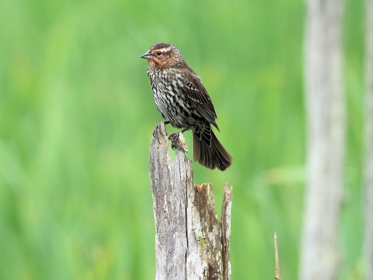 Red-winged Blackbird - ML347126301