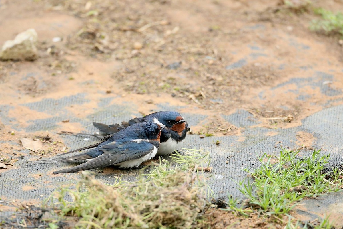 Barn Swallow - ML347126311