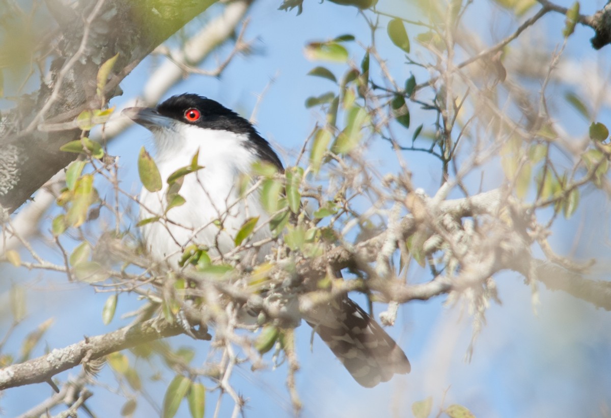 Great Antshrike - ML347126391