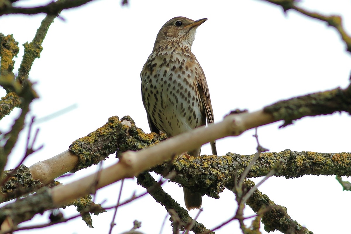 Song Thrush - Manfred Bienert