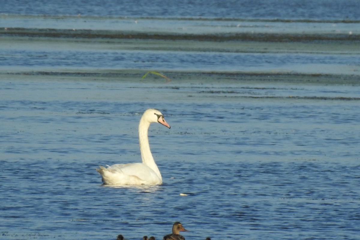 Cygne tuberculé - ML347127541