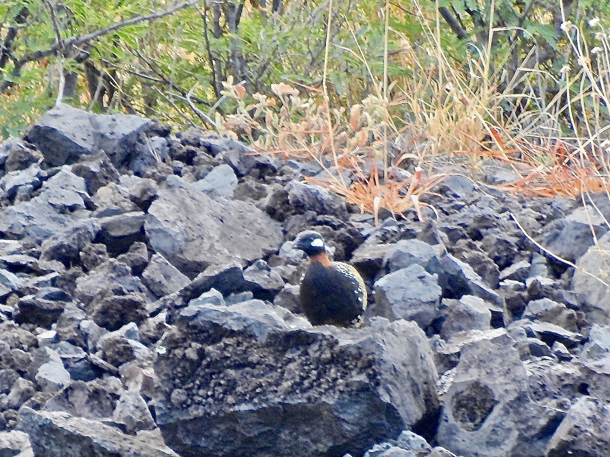 Black Francolin - ML347128611