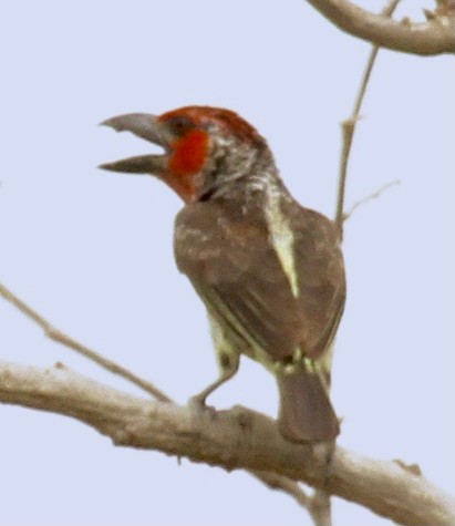 Vieillot's Barbet - ML347128701