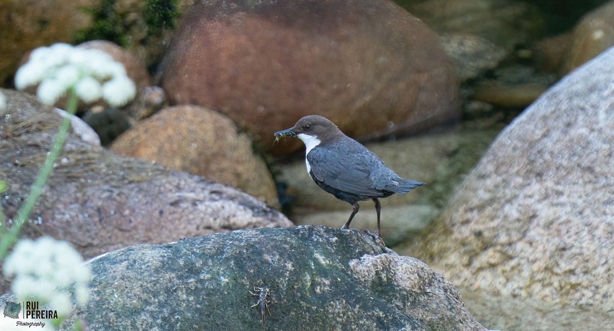 White-throated Dipper - ML347128801